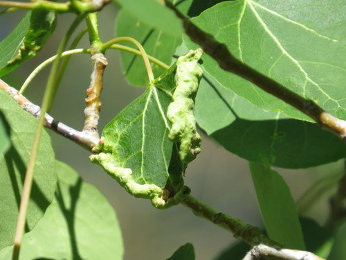leafcurl midge