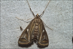 Strepsinoma foveata