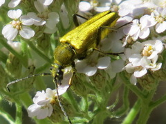 Lepturobosca chrysocoma