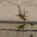 photo of Black-necked Stilt (Himantopus mexicanus)