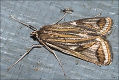 Strepsinoma foveata