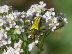 Lepturobosca chrysocoma