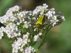 Lepturobosca chrysocoma