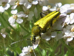 Lepturobosca chrysocoma
