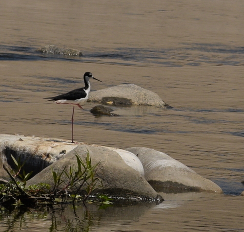 photo of Black-necked Stilt (Himantopus mexicanus)