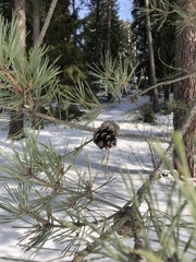 Pinus sylvestris