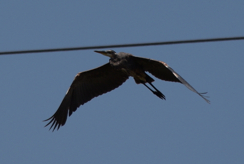 photo of Great Blue Heron (Ardea herodias)