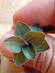 Callisia repens