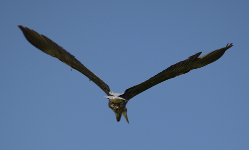 photo of Great Blue Heron (Ardea herodias)