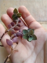 Callisia repens