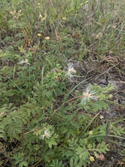 Desmanthus leptolobus