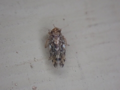 Xestocephalus similis