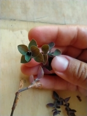 Callisia repens