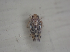 Xestocephalus similis