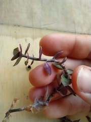 Callisia repens
