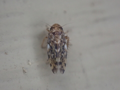 Xestocephalus similis
