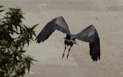 photo of Great Blue Heron (Ardea herodias)