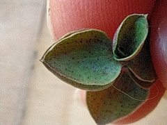 Callisia repens