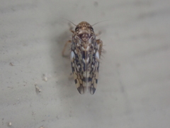 Xestocephalus similis