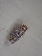 Xestocephalus similis