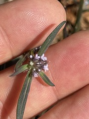 Spermacoce brachystema