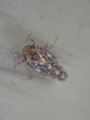 Xestocephalus similis