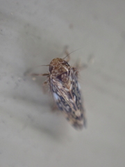 Xestocephalus similis