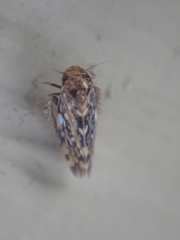 Xestocephalus similis