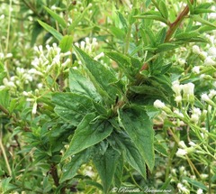 Baccharis racemosa