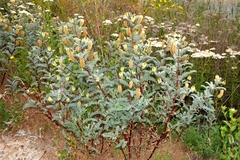 Astragalus pycnostachyus