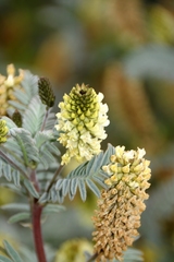 Astragalus pycnostachyus