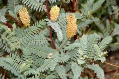 Astragalus pycnostachyus