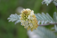 Astragalus pycnostachyus