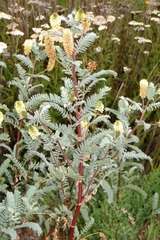 Astragalus pycnostachyus