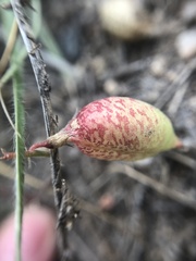Astragalus ceramicus