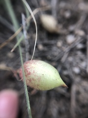 Astragalus ceramicus