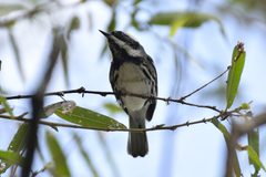 Setophaga nigrescens