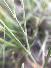 Astragalus ceramicus