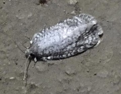 Lepidoptera