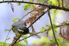 Setophaga nigrescens