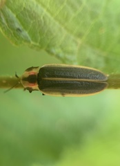 Pyractomena angulata