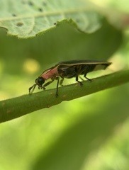 Pyractomena angulata