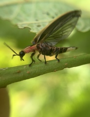 Pyractomena angulata