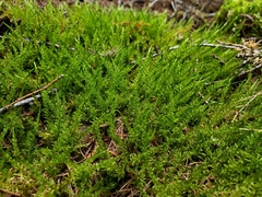 Calliergon richardsonii