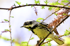 Setophaga nigrescens