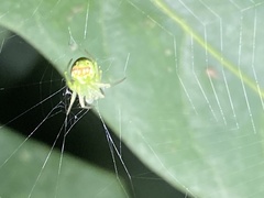 Araneus cingulatus