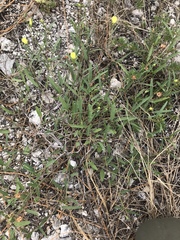 Cienfuegosia yucatanensis