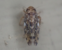 Xestocephalus similis