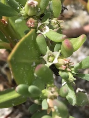 Sesuvium maritimum