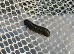 Trirhabda canadensis